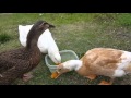 Pet Ducks Celebrate Their First Birthday With Peas (Starts at 1:10)