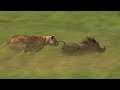 Mother Lioness Hunts Warthog | BBC Earth