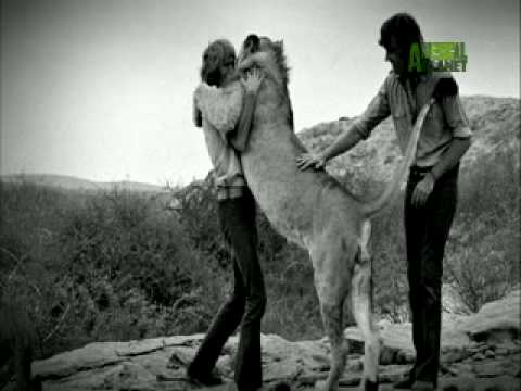 Watch The Lion Cub From Harrods Online Tour Watch The Lion Cub From Harrods Online Tour