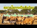 ตลาดโคกระบือส้มป่อยน้อย 29/4/2567 วัวเนื้อยังขายดีไม่หยุด สายเลี้ยง มีเงินรับซื้อ เก็บตอนนี้❗