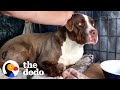 Radio DJ Drives An Hour Every Day For Months To Gain This Wild Pittie’s Trust | The Dodo Heroes