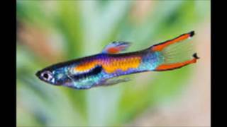 Full Hd Ikan Hias Tawar Direct Download And Watch Online