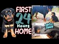 Bringing Our New Rottweiler Puppy Home | First Time Meeting Our Rottweiler & Dog Reaction