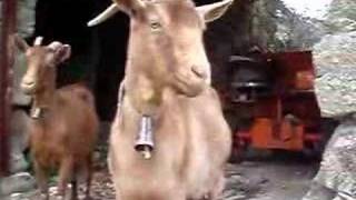 NATURALEZA ANIMAL