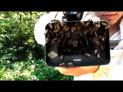 где лучше ловить рои пчел где лучше ловить рои пчел