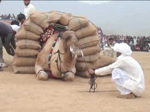 Camel weightlifting in 2014