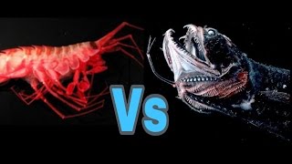Tôm biển ( Shrimp ) đâm thủng bụng Cá rồng biển ( Dragonfish ) .