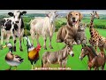 Lovely Animal Sounds: Chicken, Dog, Cat, Donkey, Cow, Goat, Horse, Giraffe - Animal Paradise