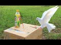 Must Watch New Pigeon Trap 2021 Using Cardboard Box And Plastic Bottle