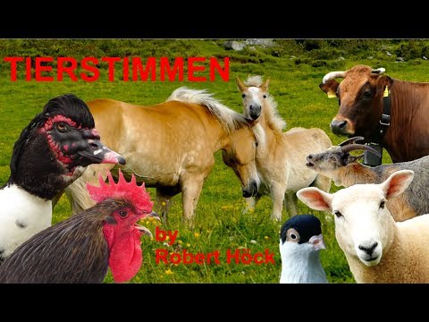 Für kleine Kinder Tiere auf dem Bauernhof mit Naturgeräuschen ganz ohne Musik Tierstimmen Video
