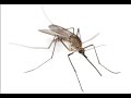 1 full minute of relaxing mosquito sounds