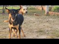 Bally reaches his goal with a Black female dog ||  2380 Nature Show