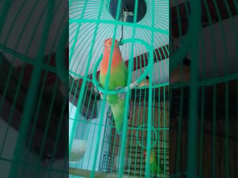 Download Lovebird salem free