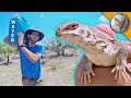 Download Catching a Lizard Using NOTHING but WATER! mp4 3gp mp3 videos - waplic