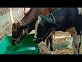 open farm cow buffalo video 14/04/2024