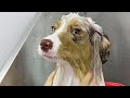 She's THRILLED about her bath | Mini American Shepherd