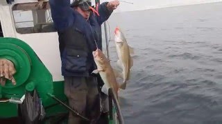 ловим треску с берега ловим треску с берега