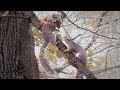 Gray Squirrels Mating Season