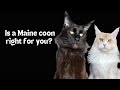 What does it entail to own a Maine Coon and is this cat breed right for you