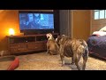 Bulldogs Frantically Warn TV Canine Of Danger in Classic Horror Scene