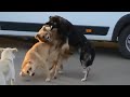 Male Dogs Fight And Fight For Female Dog