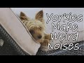 Why do Yorkies Make Weird Noises?