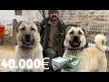 40000 EURO PRICE KANGAL DOGS | AWASOME  QUALITY !!!