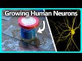 Growing Human Neurons Connected to a Computer