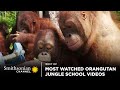 Most Watched Orangutan Jungle School Videos 🥺 Smithsonian Channel