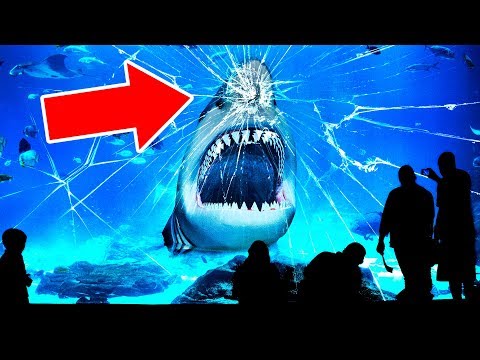 Why No Aquarium In the World Has a Great White Shark 