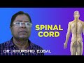 Spinal Cord | حرام مغز | मेरुदण्ड