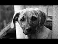 Relaxing Music ||  For Love of Dogs