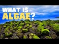 What Is Algae? | What are the uses of algae? | Learn about the different types of algae for kids