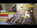 Finally 2000 Golden Misri Chicks Bhi Agaye Farm pr😱❤️🐤 | Golden Misri farming At Home Small Scale🏠