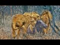 Lions Play Tug of War with Warthog Trying to Escape