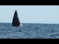 Observación de la ballena gris - Guerrero Negro, Baja - Mexico