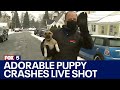 Adorable puppy crashes reporter's weather report on live TV! | FOX 5 DC