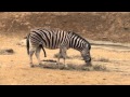 The zebra that swallowed an elephant