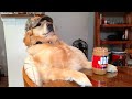 These Golden Retrievers will make you LAUGH ALL DAY LONG 😂