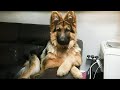 Why German Shepherds Are the FUNNIEST DOGS in the World