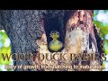 Wood Duck From Hatching to Maturation. Film 1.  English Version 4K