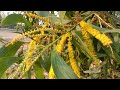Plants & Flower || Camellia flower || Aakashmani tree & flower || vlog- 54 || Srilekhas Vlog