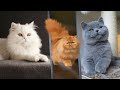 أفضل 7 أنواع قطط منزلية في العالم