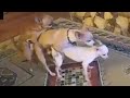 Chihuahua Threesome Mating