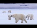 Download Film Crew Surrounded by 13 Wild Polar Bears | BBC Earth mp4 3gp mp3 videos - waplic