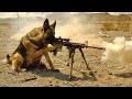 Kisi bhi TANK ko Uda sakta hai Ye ARMY Dog | Film/Movie Explained in Hindi/Urdu | Movie Story
