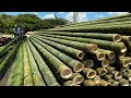 Amazing Bamboo Farming Techniques - Bamboo Product Processing in Factory - Bamboo Harvest Machine