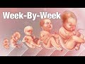 Pregnancy Week-By-Week 🌟 Weeks 3-42 Fetal Development 👶🏼