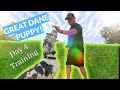 Great Dane Puppy Training!