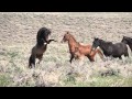 Wild Horses Fighting